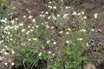 Drymocallis rupestris, photographed by Nico