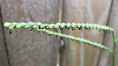 Paspalum pubiflorum, photographed by Chris Hughes