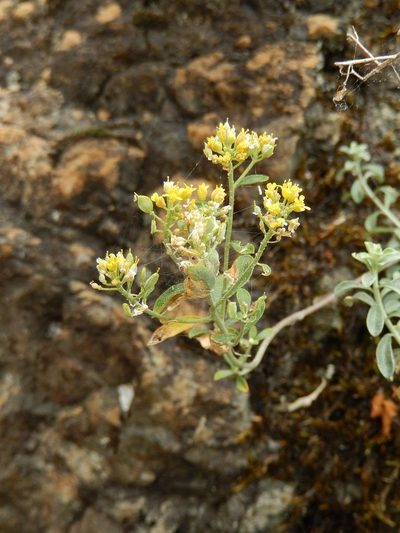 Odontarrhena argentea, photographed by Luca Fornasari