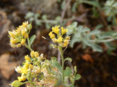 Odontarrhena argentea, photographed by Luca Fornasari