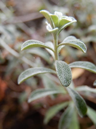 Odontarrhena argentea, photographed by Luca Fornasari