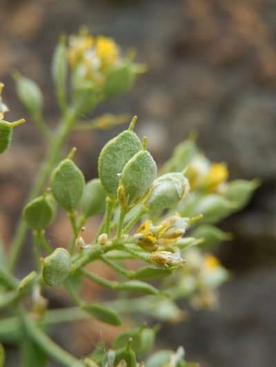Odontarrhena argentea, photographed by Luca Fornasari