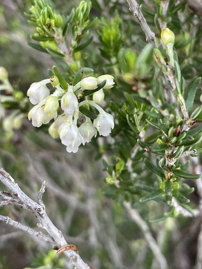 Erica irregularis, photographed by Sean Privett