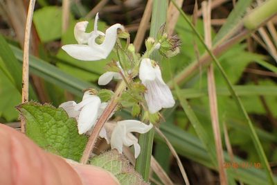 Equilabium laxiflorum, photographed by Peter Warren