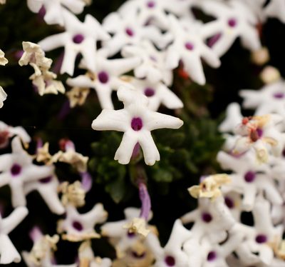Junellia uniflora, photographed by Nicolás Villaseca Merino