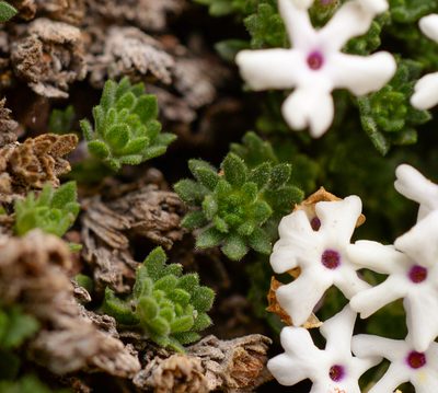 Junellia uniflora, photographed by Nicolás Villaseca Merino