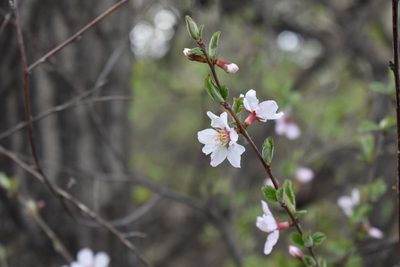 Prunus tomentosa, photographed by Eric Lamb