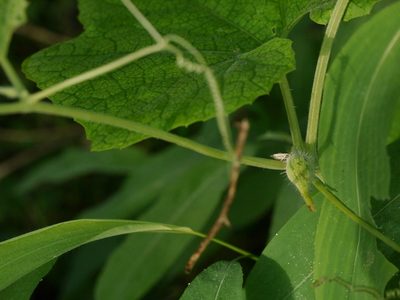 Trichosanthes cucumerina, photographed by Dinesh Valke