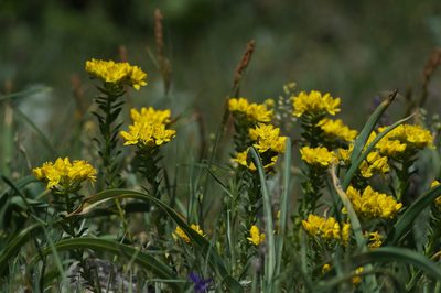 Haplophyllum suaveolens, photographed by Sergey Cherkasov
