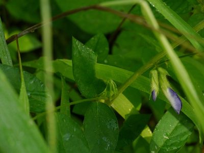 Clitoria annua, photographed by Dinesh Valke