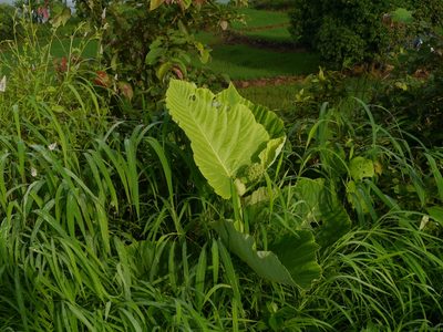 Leea macrophylla, photographed by Dinesh Valke
