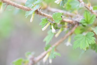 Ribes oxyacanthoides, photographed by Eric Lamb