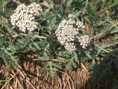 Lomatium orientale, photographed by Shalana Gray