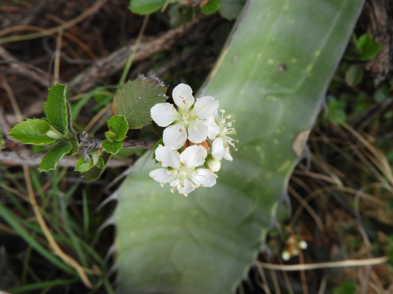 Malacomeles pringlei, photographed by Leticia Jiménez Hernández