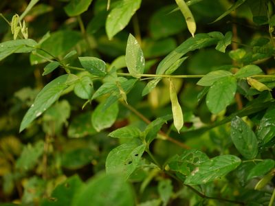 Clitoria annua, photographed by Dinesh Valke