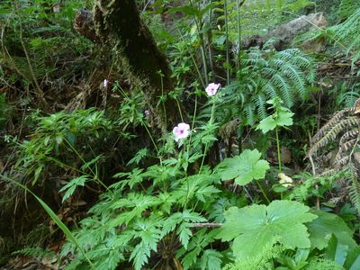 Geranium palmatum, photographed by aroche