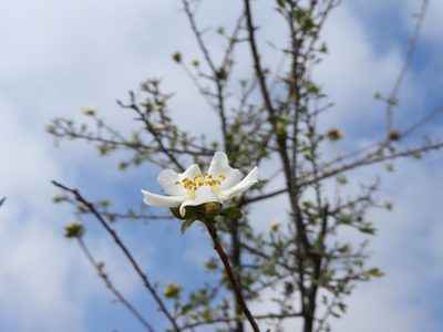 Lindleya mespiloides, photographed by Leticia Jiménez Hernández