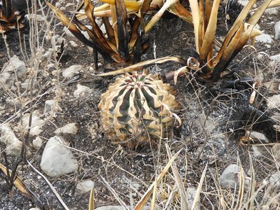 Ferocactus hamatacanthus, photographed by Leticia Jiménez Hernández
