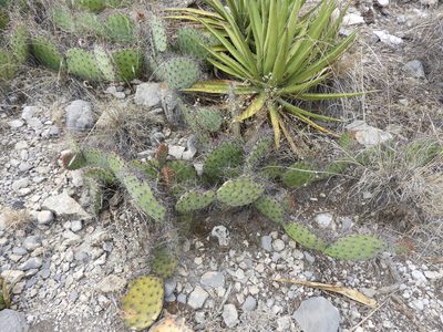 Opuntia stenopetala, photographed by Leticia Jiménez Hernández