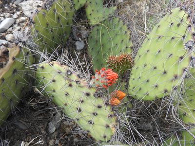 Opuntia stenopetala, photographed by Leticia Jiménez Hernández