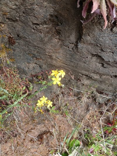 Hypericum linariifolium, photographed by aroche