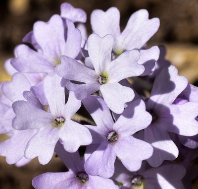 Verbena laciniata, photographed by Nicolás Villaseca Merino