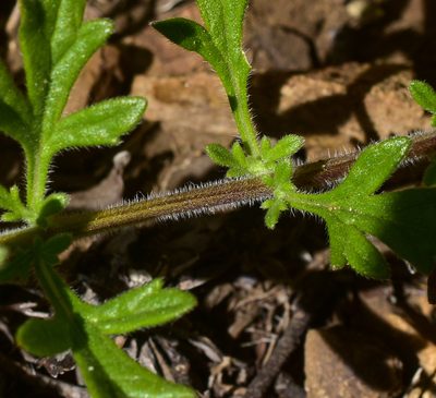 Verbena laciniata, photographed by Nicolás Villaseca Merino