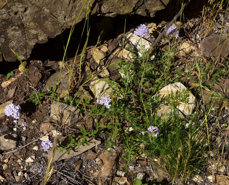 Verbena laciniata, photographed by Nicolás Villaseca Merino