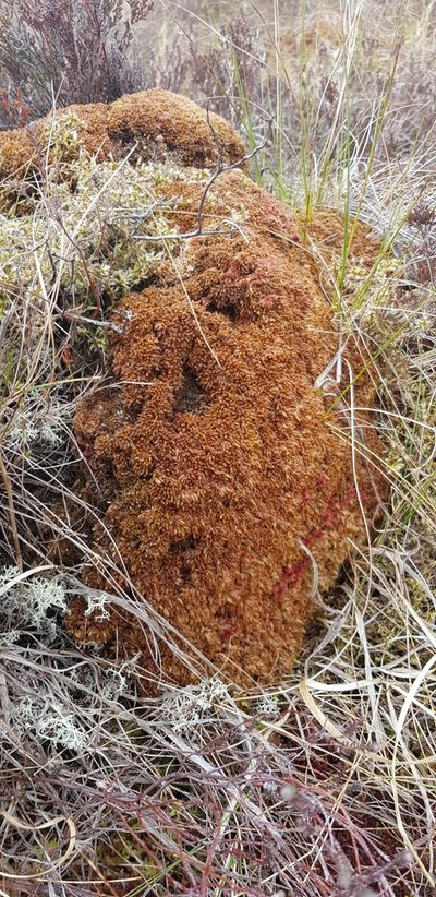 Sphagnum austinii, photographed by Jonathan Hughes