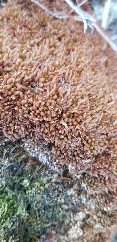 Sphagnum austinii, photographed by Jonathan Hughes