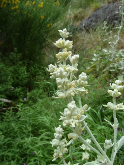 Sideritis candicans, photographed by aroche
