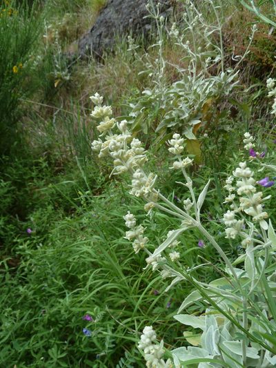 Sideritis candicans, photographed by aroche