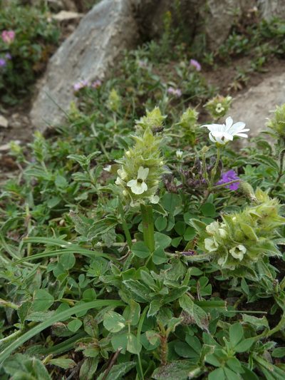 Sideritis hyssopifolia, photographed by aroche