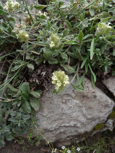 Sideritis hyssopifolia, photographed by aroche