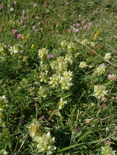Sideritis hyssopifolia, photographed by aroche