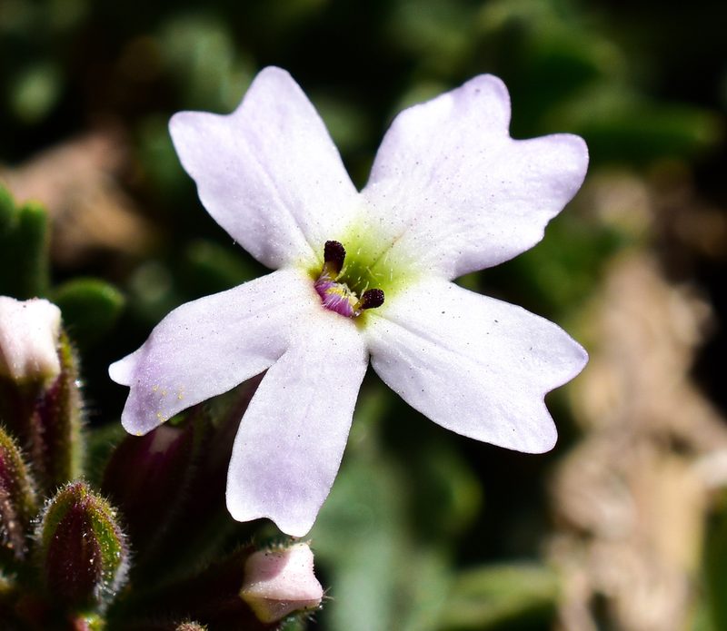 Verbena berteroi, photographed by Nicolás Villaseca Merino
