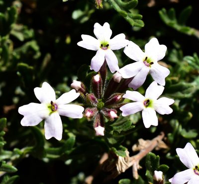 Verbena berteroi, photographed by Nicolás Villaseca Merino