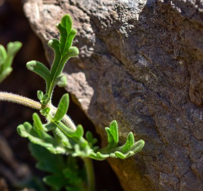 Verbena berteroi, photographed by Nicolás Villaseca Merino