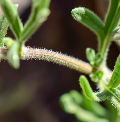 Verbena berteroi, photographed by Nicolás Villaseca Merino