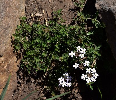 Verbena berteroi, photographed by Nicolás Villaseca Merino
