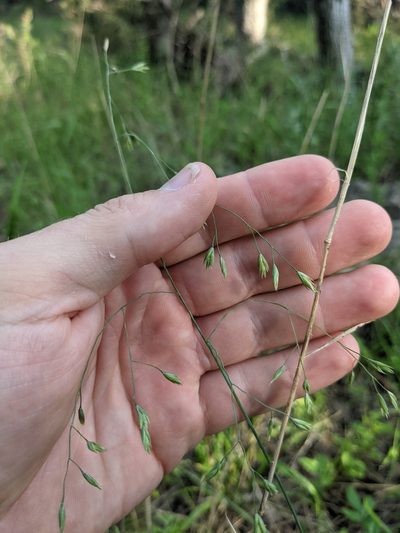 Festuca versuta, photographed by Cleveland Powell