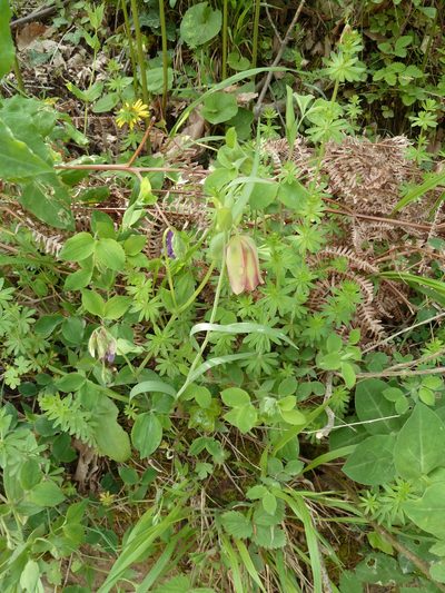 Fritillaria pontica, photographed by aroche