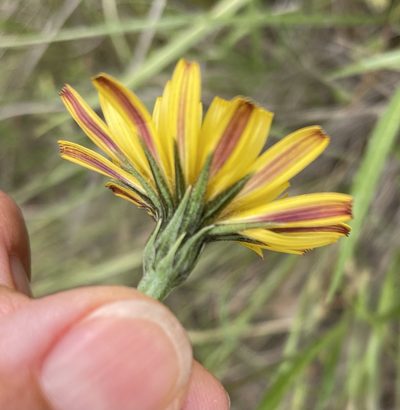 Microseris paludosa, photographed by Irene