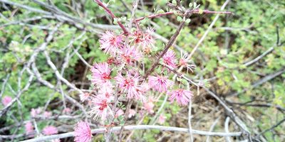 Mimosa zygophylla, photographed by Leticia Jiménez Hernández