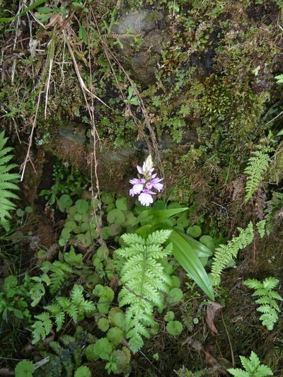 Dactylorhiza foliosa, photographed by aroche