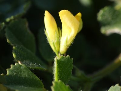 Medicago littoralis, photographed by Yves Bas
