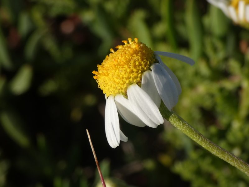 Anthemis secundiramea, photographed by Yves Bas