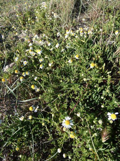 Anthemis secundiramea, photographed by Yves Bas