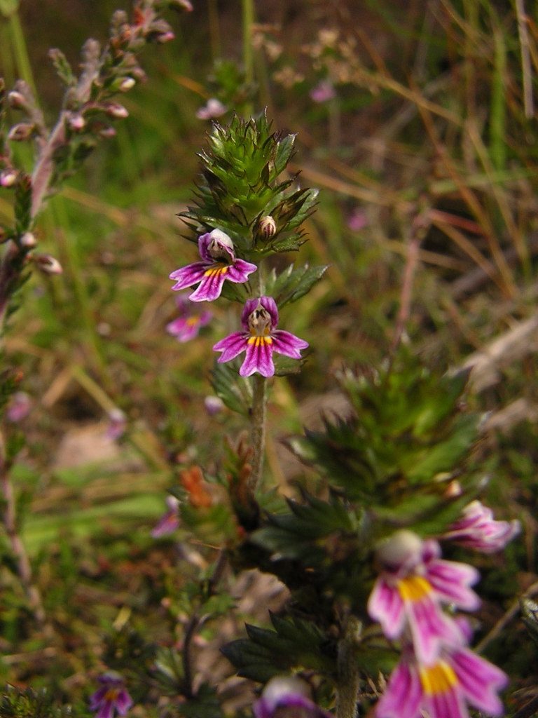 Euphrasia micrantha, photographed by aroche