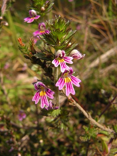 Euphrasia micrantha, photographed by aroche